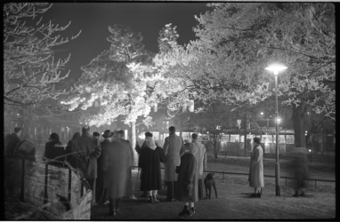 3041-3 Avondfoto van witte rijp op door lampen verlichte bomen met publiek